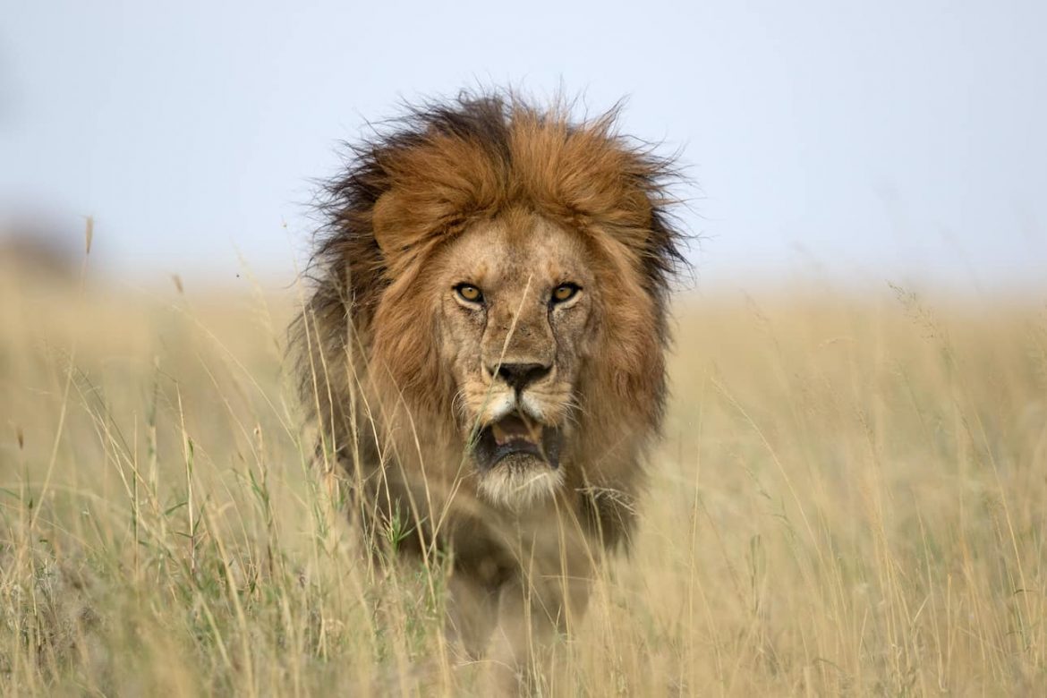 SANParks Reports That Lions Have Strayed Onto Ngwenya Lodge Property Along the Crocodile River Bordering Kruger National Park