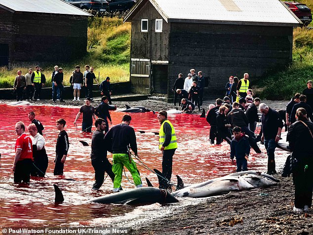 Faroe Islands face growing outrage as over 150 Atlantic white-sided dolphins are slaughtered in traditional grindadráp hunt