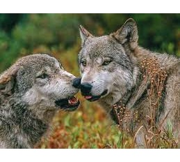 California Sees Gray Wolves Reappear in Record Numbers After 100-Year Absence, Sparking Controversy Among Local Farmers