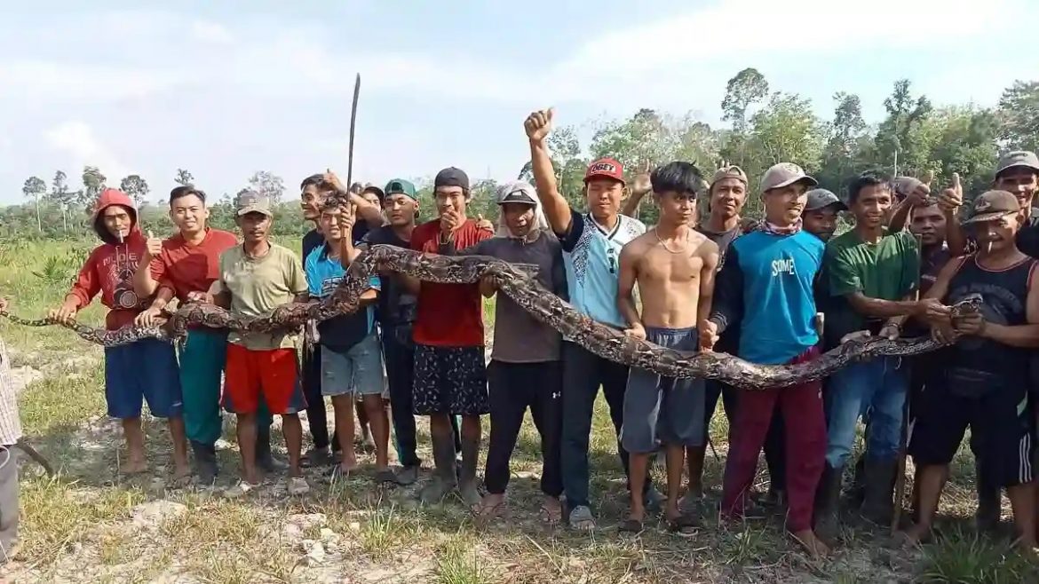 Devastated Husband Stumbles Upon His Wife’s Body Being Swallowed by Giant Python in Indonesia, Village Residents Unite to Slay the Beast