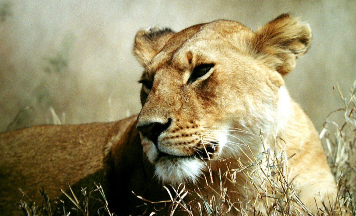 Veterinarians and Park Officials Recover Escaped Lions from Ngwenya Lodge as They Attempt to Return to Kruger National Park