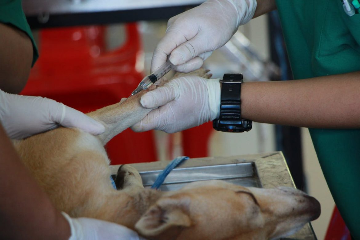 eThekwini Officials Launch Free Rabies Vaccination Campaigns After Recent Fatal Rabies Case in Ngonyameni