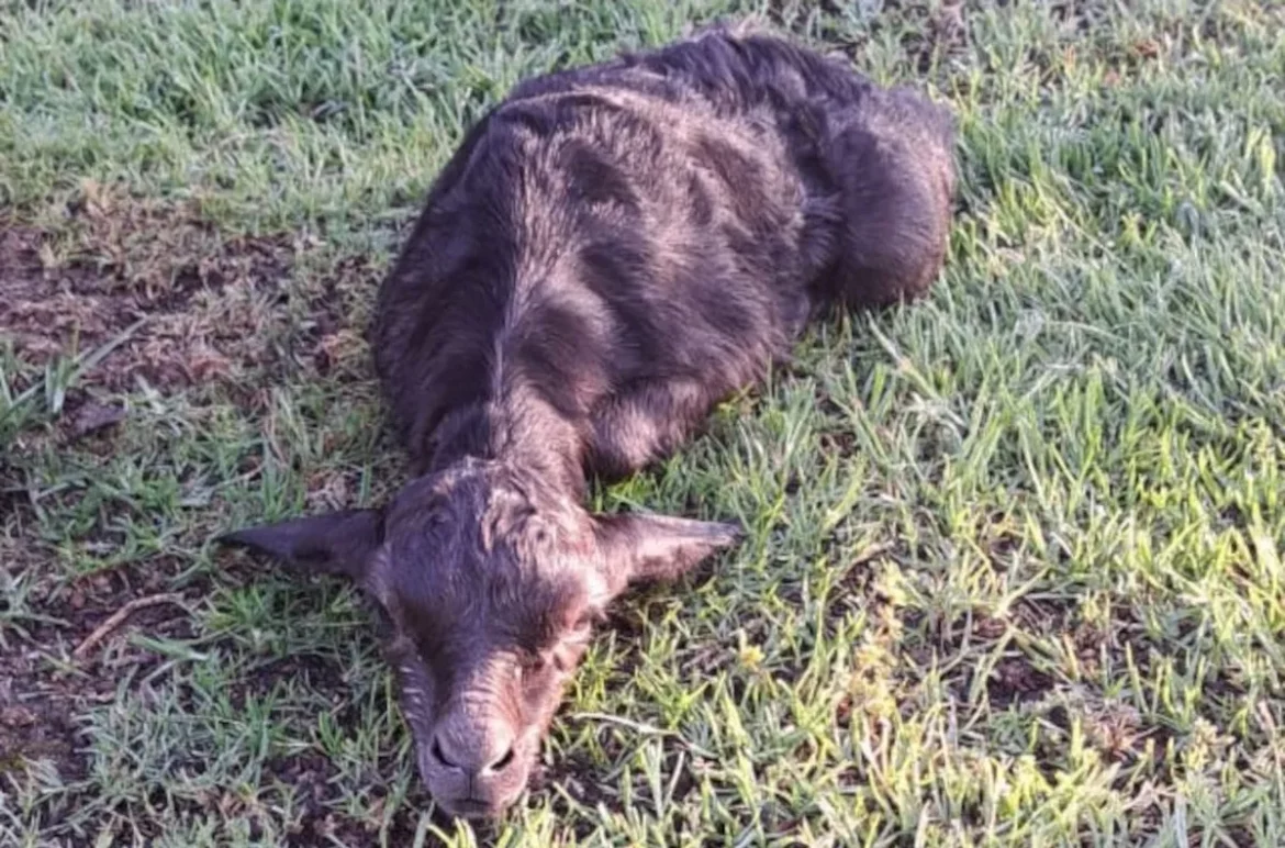 Kingswood Golf Estate in George, South Africa, names newborn black springbok after Springbok captain Siya Kolisi, marking a rare wildlife occurrence in the estate’s history