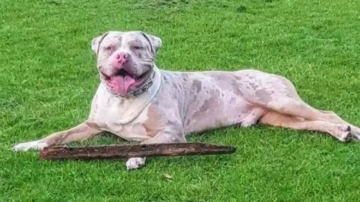 Lancashire Police Apologizes After Mistakenly Euthanizing Family’s Beloved XL Bully Dog Named Bruno During Legal Proceedings in Morecambe