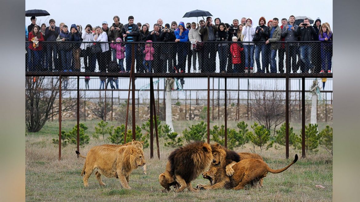 Experienced Zoo Manager Leokadia Perevalova Fatally Mauled by Lions at Taigan Lion Park in Crimea While Attempting to Clean Enclosure